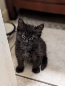 Black kitten