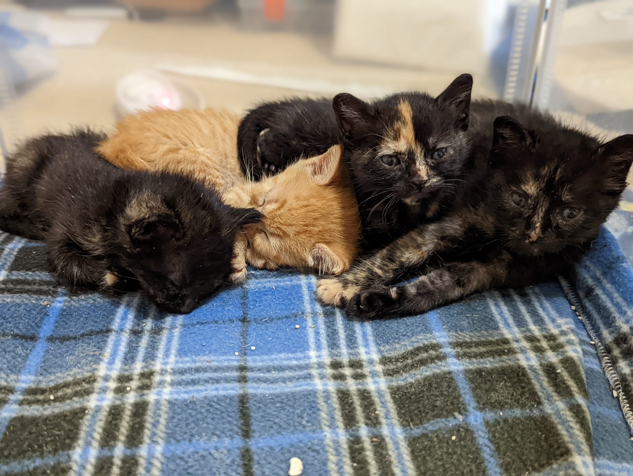 4 kittens cuddling together on a flannel blanket