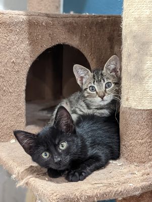 Two kittens on a cat tree