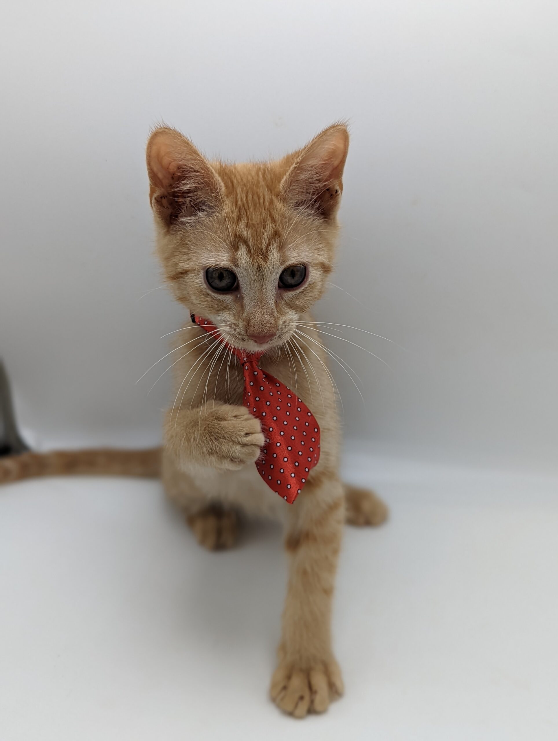 Ginger cat in a red tie