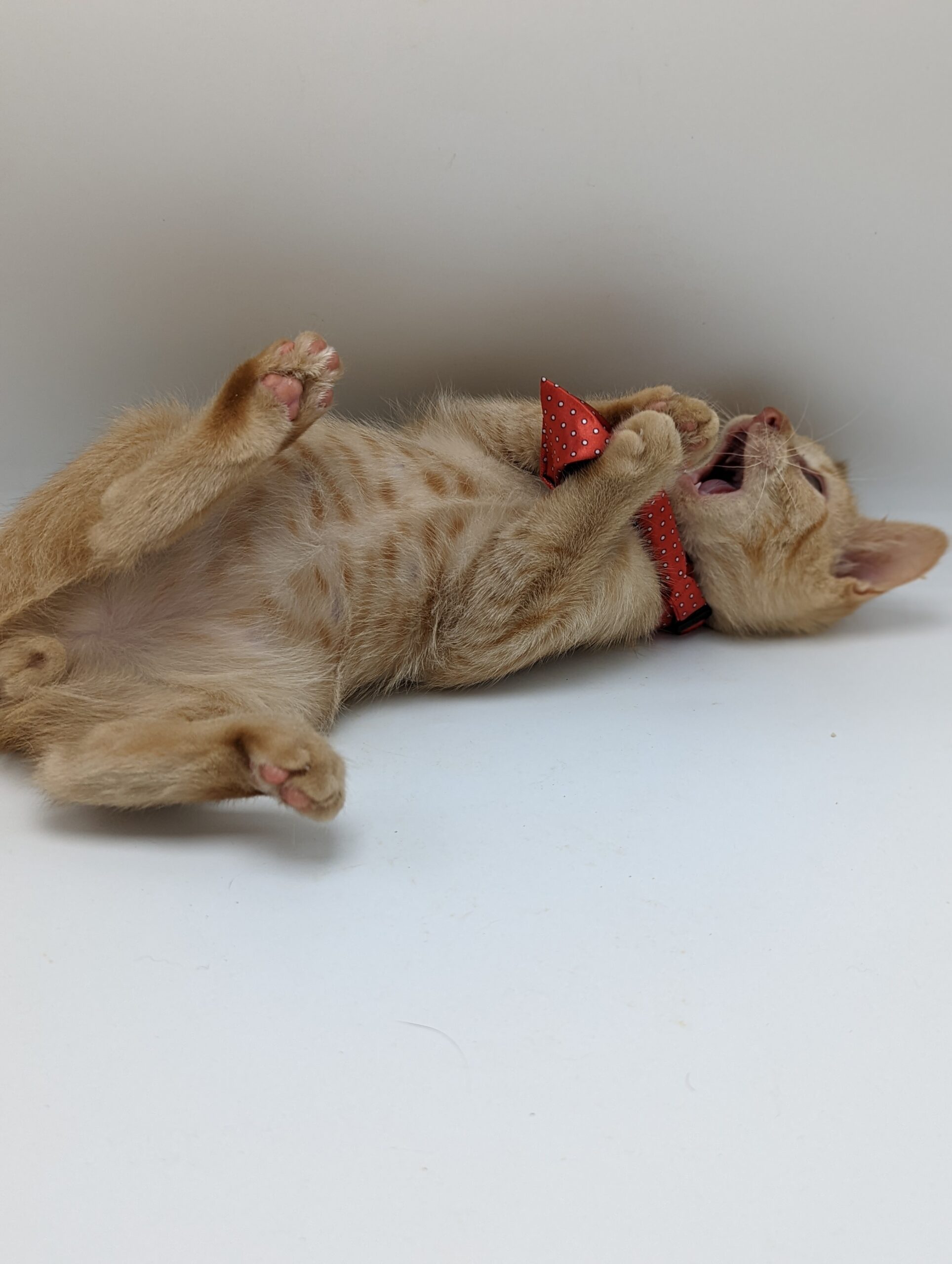 Ginger cat in a red tie