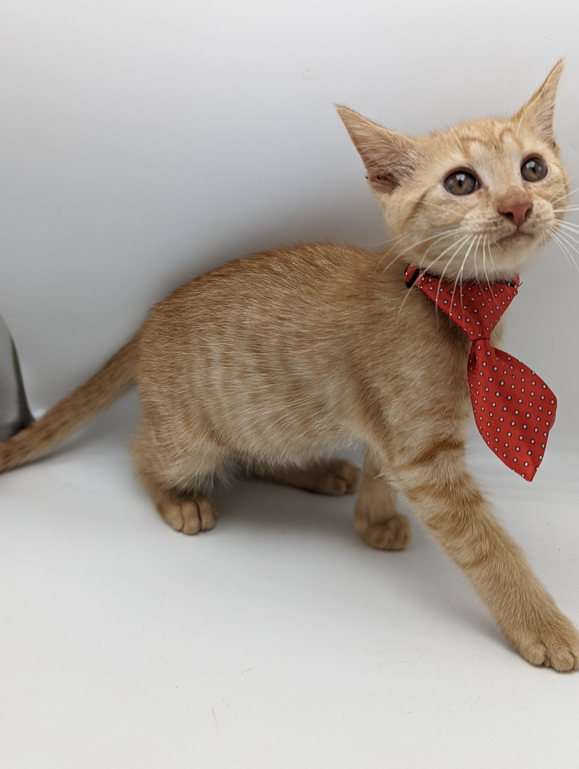 Ginger cat in a red tie