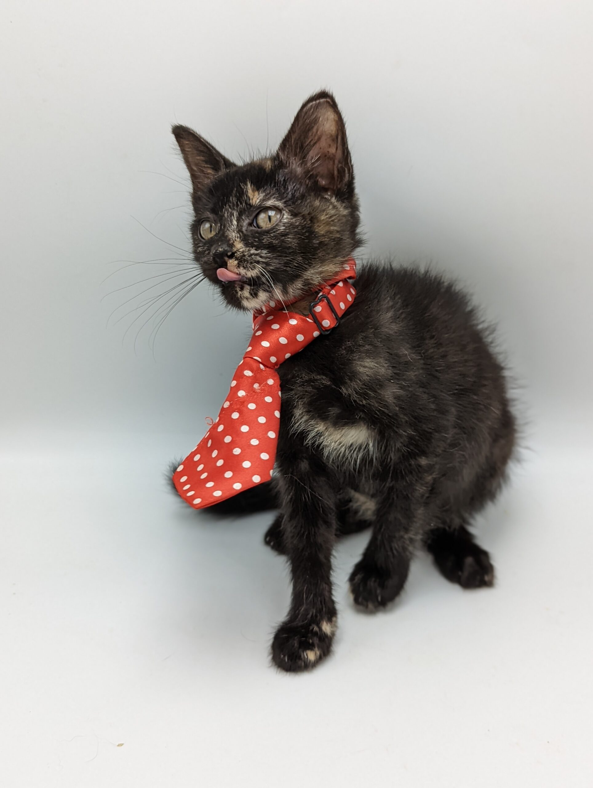 Tortiseshell Cat wearing a red polka dot tie.