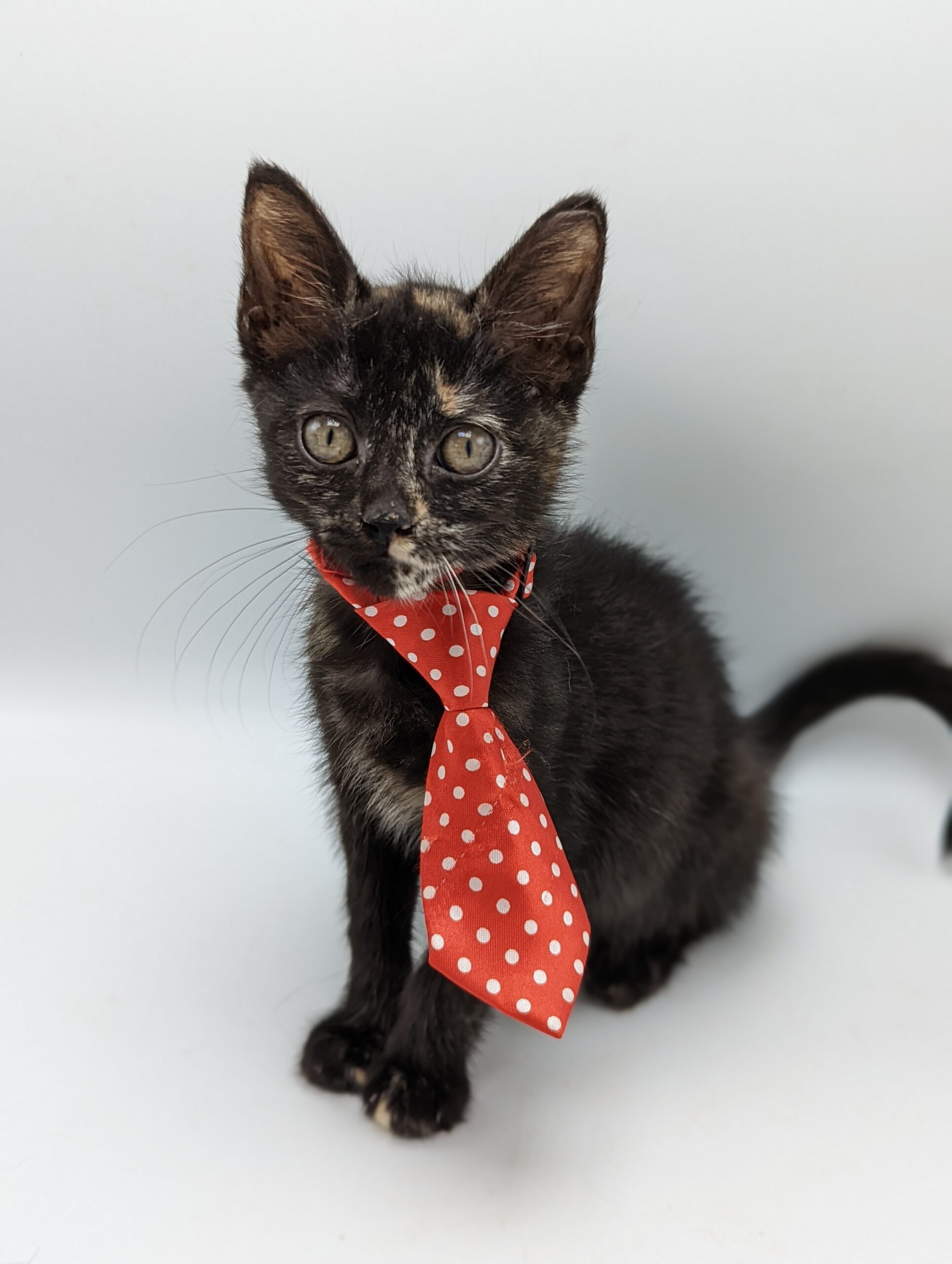 Tortiseshell Cat wearing a red polka dot tie.