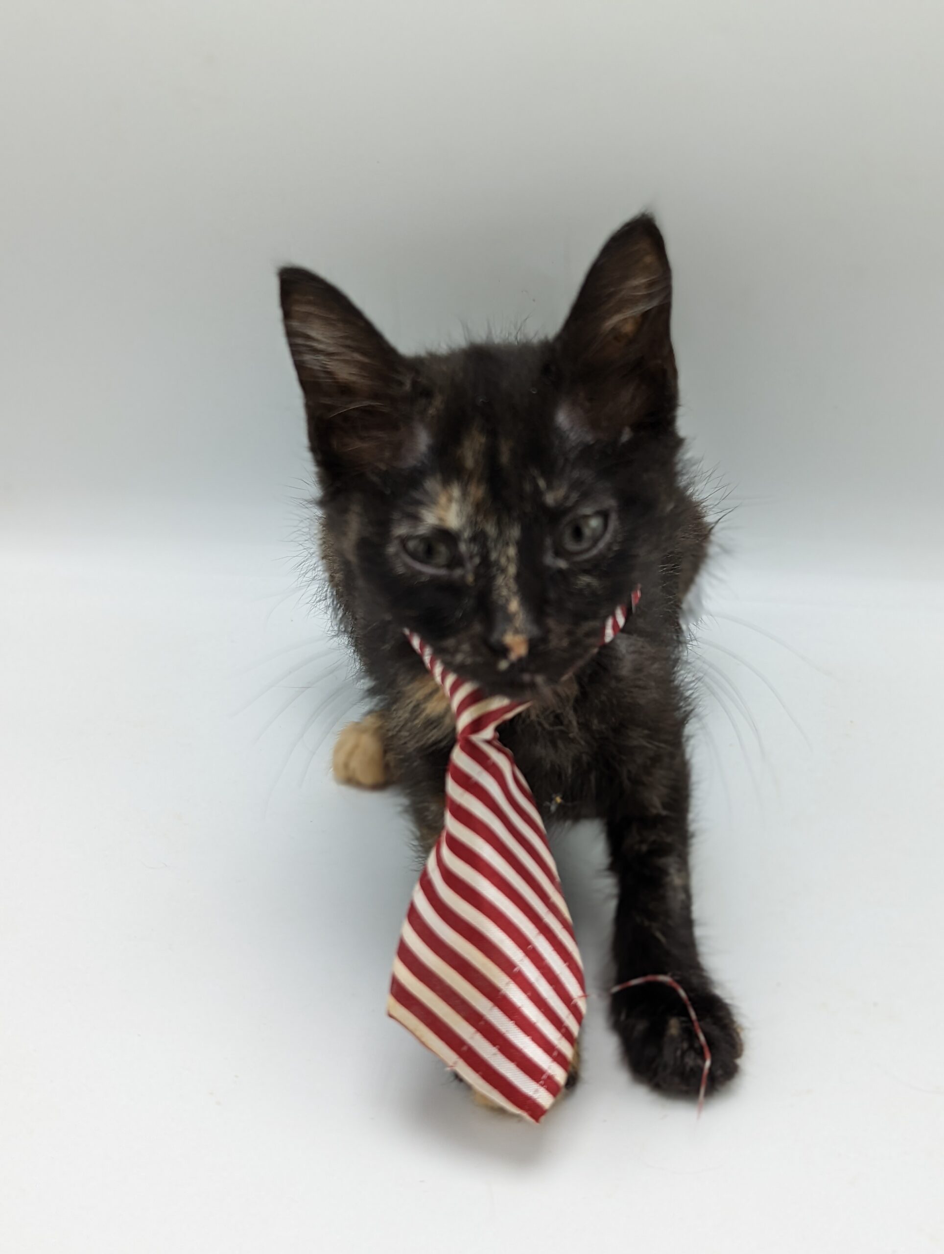 Tortiseshell cat in a red and white striped tie