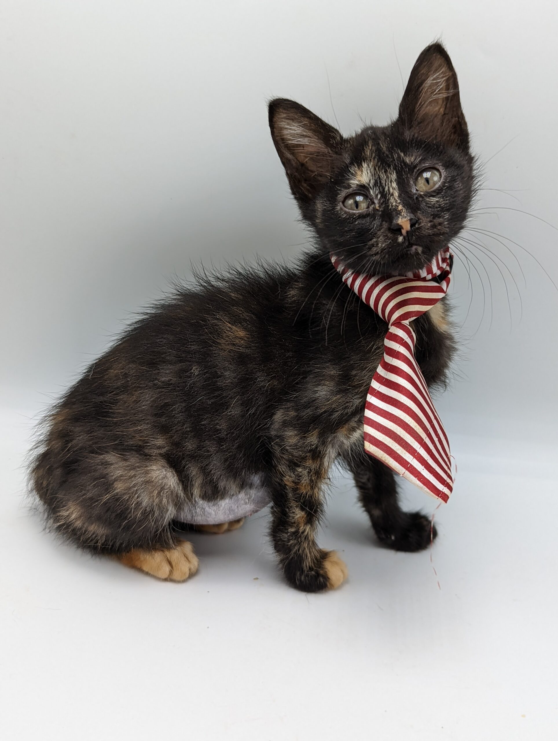 Tortiseshell cat in a red and white striped tie