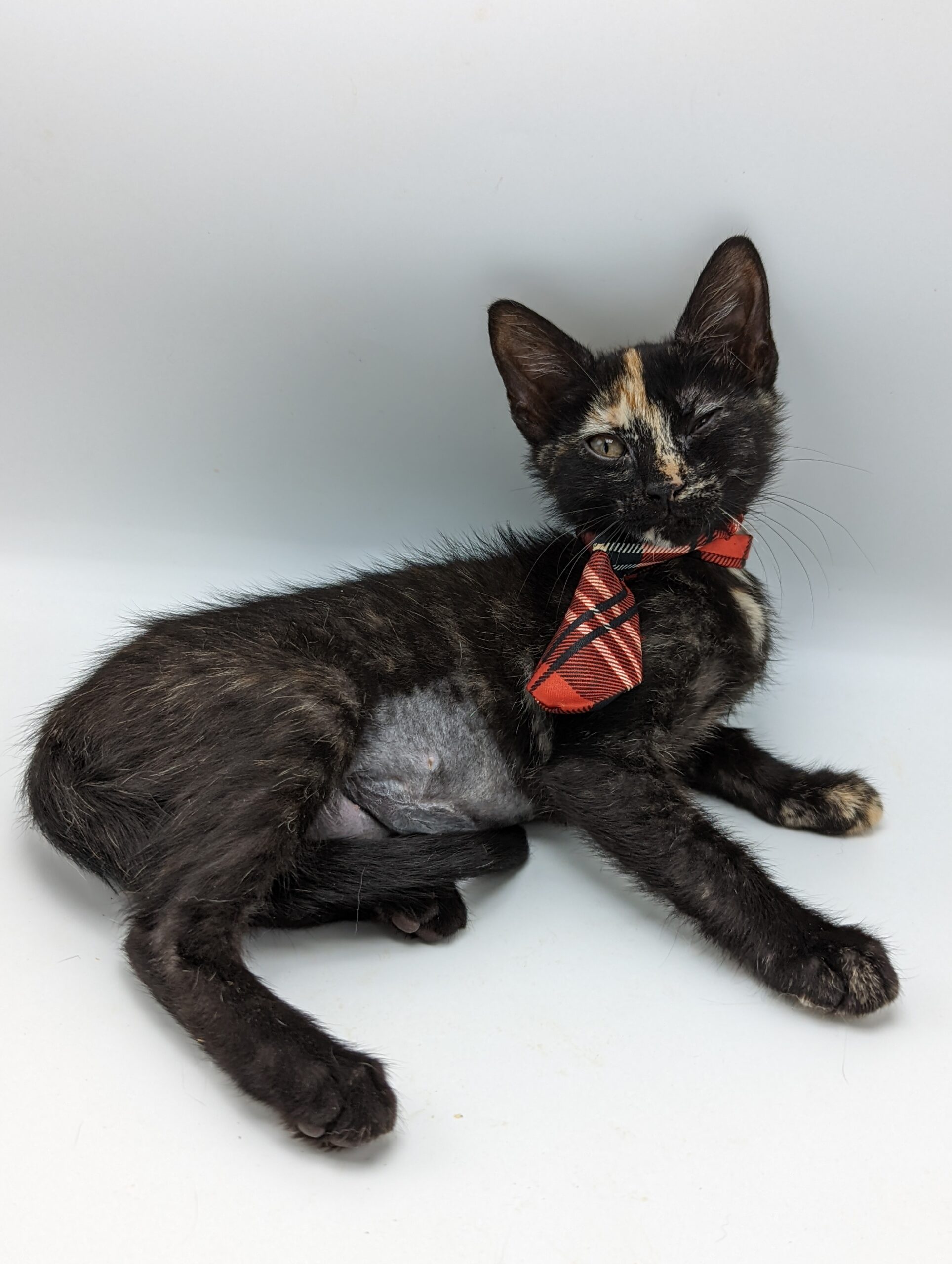 Tortiseshell Cat wearing a red polka dot tie.