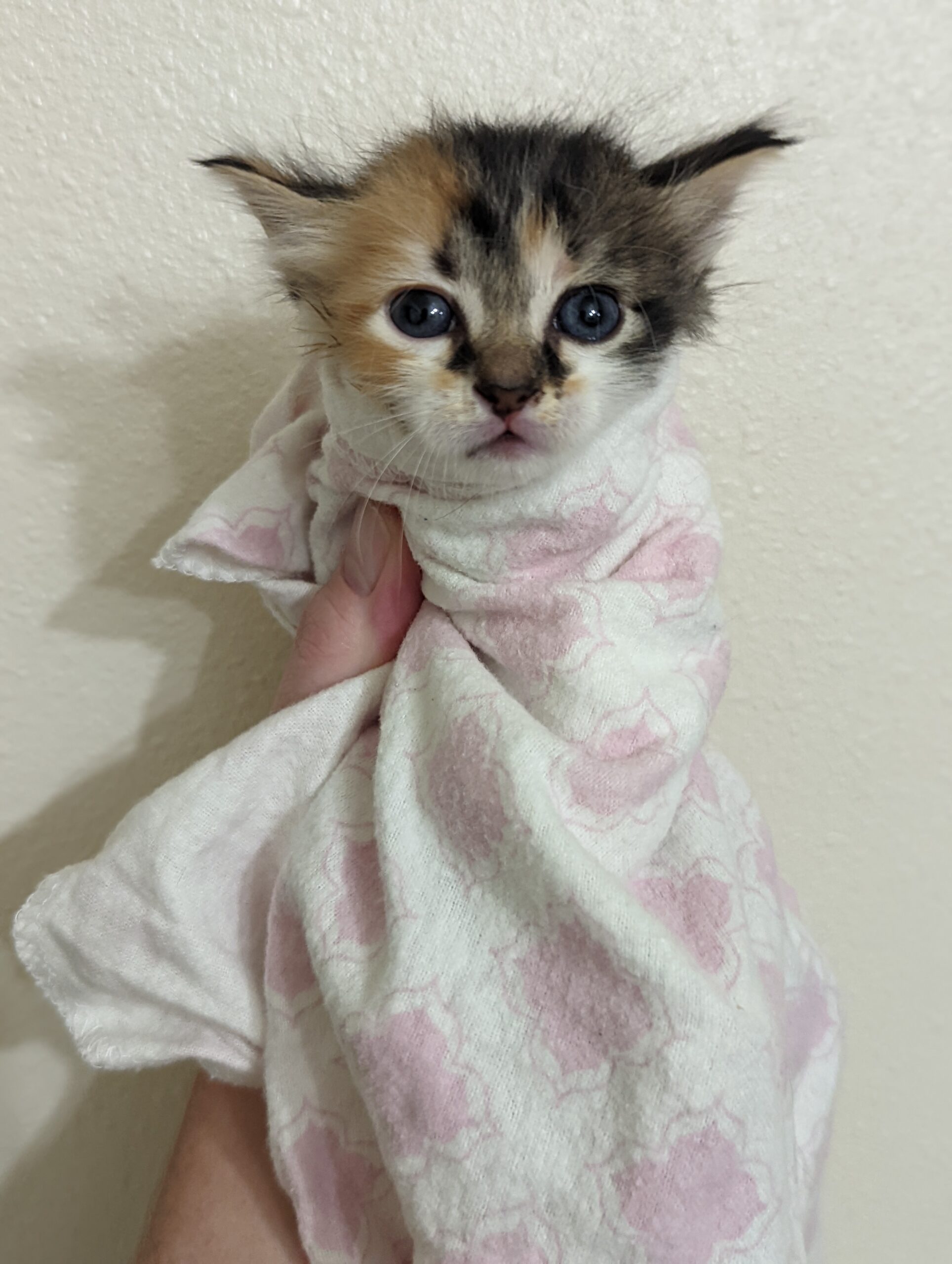 Calico kitten in a blanket; Phoebe