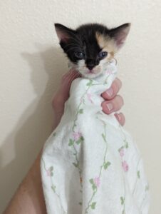 Calico kitten in a blanket; Piper