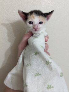 Calico kitten in a blanket; Prue