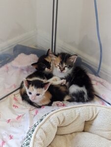 3 calico kittens in a pile