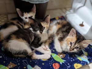 3 calico kittens in a pile