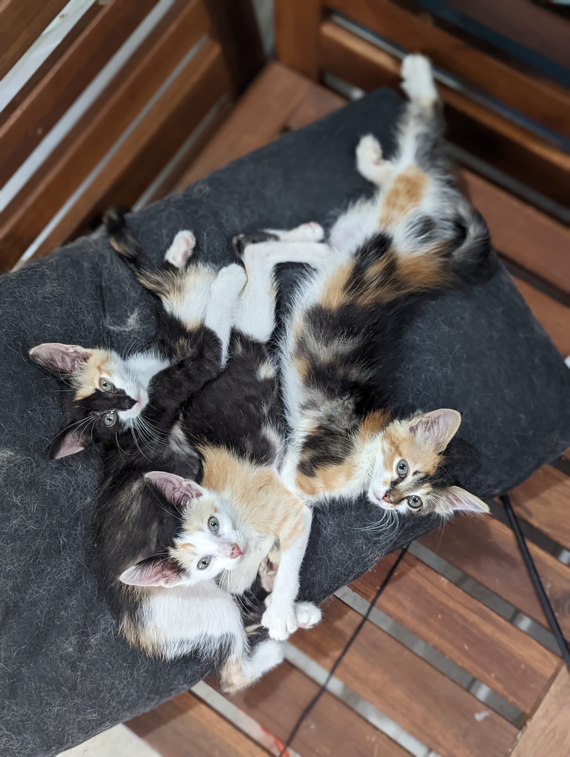 3 calico kittens in a pile