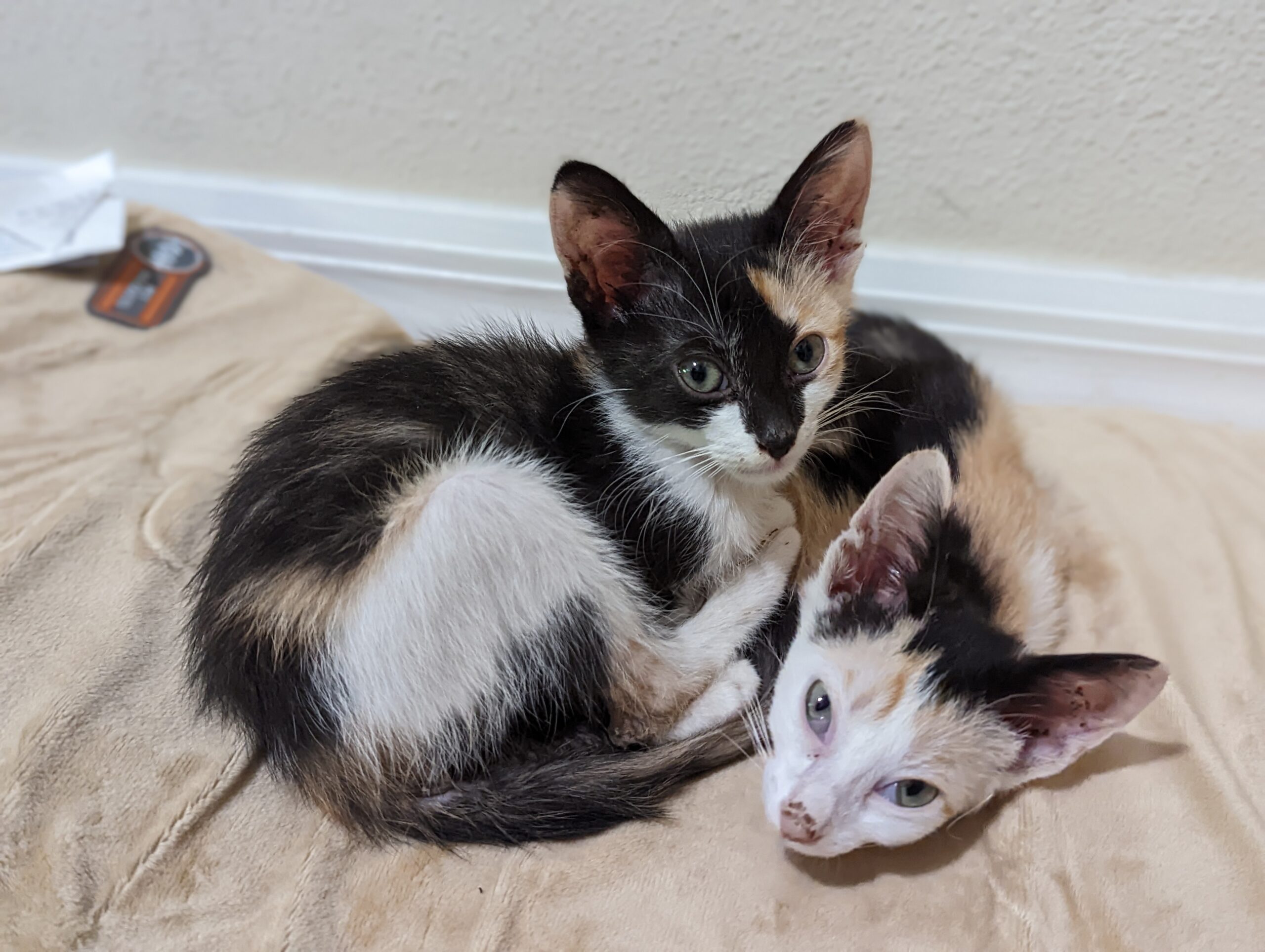 2 calico kittens cuddling