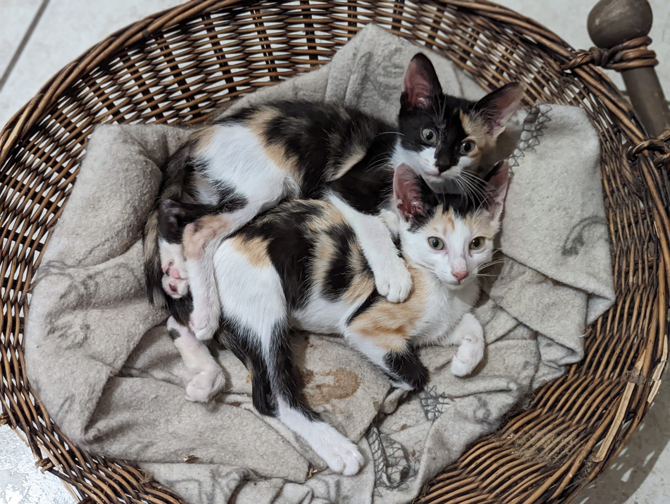 2 calico kittens spooning