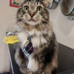 Tabby cat with fangs and a tie sitting on a table in front of pots and pans