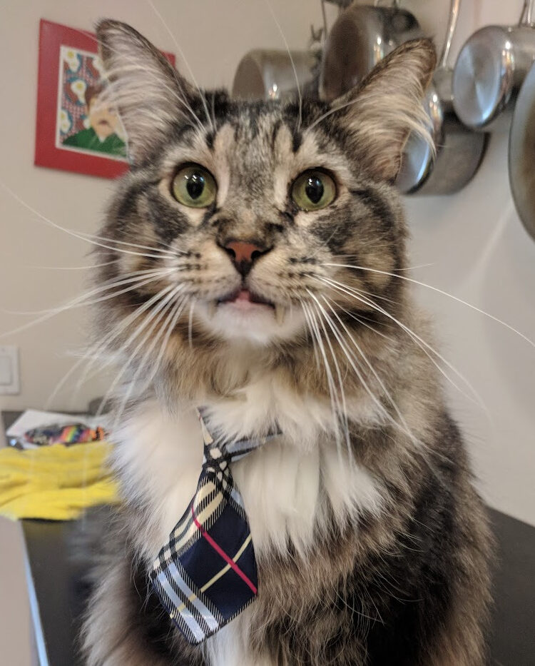 Tabby cat with fangs and a tie sitting on a table in front of pots and pans