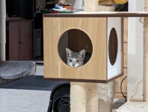 Tabby kitten spies out of a hole in a cat tree