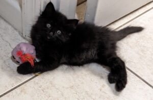Black kitten with a germ toy