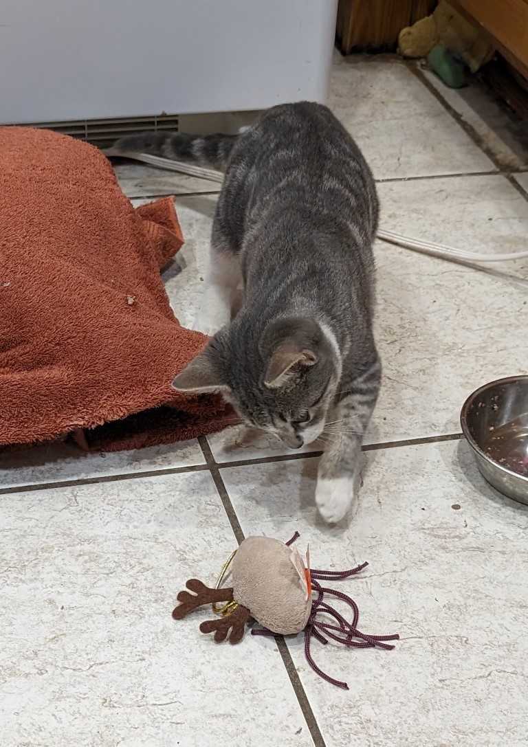 Tabby cat plays with stuffed toy