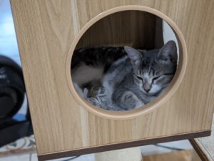 Tabby kitten in a cat tree bed