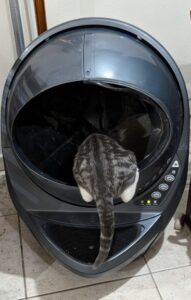 Tabby kitten hanging out of a litter robot