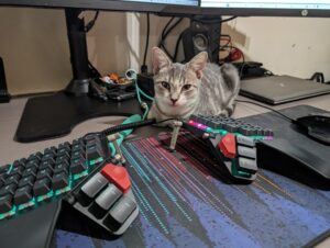 Tabby Kitten sitting on desk