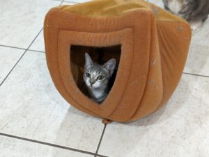 Tabby kitten in an upside-down cat tent.
