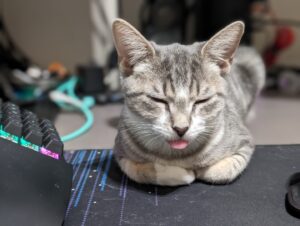 Tabby kitten on a desk with her tongue sticking out.