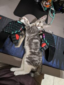 Tabby kitten lays between halves of a keyboard on a desk.
