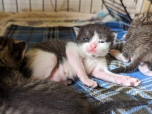 Tuxedo kitten looks sleepy in a cage on a blue plaid blanket.