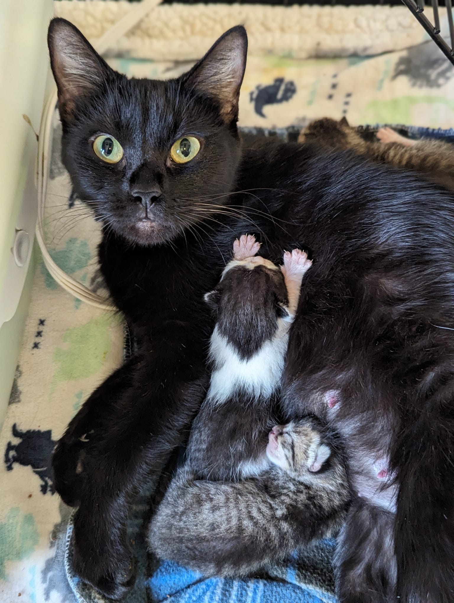 A black cat nursing 3 kittens: 2 tabbies and one black and white.