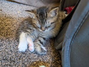 Tabby kitten sleeps with 1 arm inside a playpen