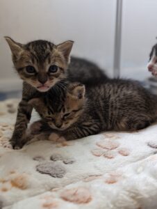 Two tabby kittens with one laying down and the other backing him up.