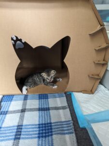 Tabby kitten with white back paws hissing at the camera inside a cardboard structure with a cutout of a cat's head.