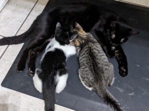 A black and white kitten and a tabby kitten nurse from a black cat.
