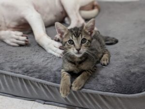 Tabby kitten sits on a gray dog bed with a white dog in the background