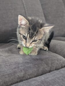 Tabby kitten on a gray couch with a small green leaf in his mouth