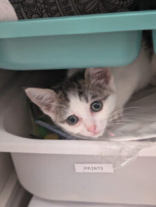 White tabby kitten in a bin labeled paints, peeking out from inside the bin.