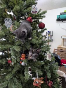 A calico kitten and a gray kitten in a Christmas tree in a house.