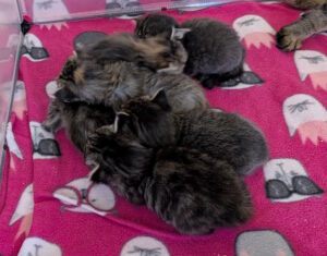 Six tabby kittens in a pile