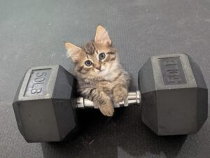 A brown tabby kitten with his paws propped up on a 50-lb weight as if saying, "you're not stopping now, are you?'