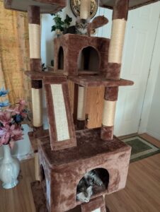 Two tabby kittens, Eclair and Macaron, on a brown carpeted cat tree.