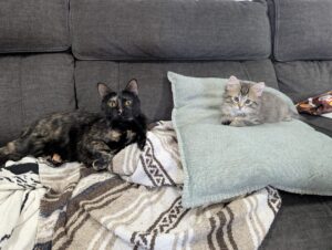 A tortoiseshell cat and tabby kitten lounging together on pillows on a couch